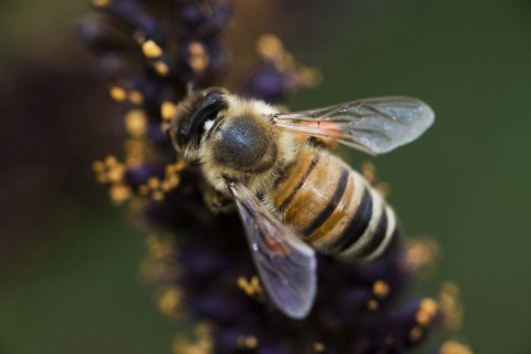 meh(960x640)(1).jpg (méh, )