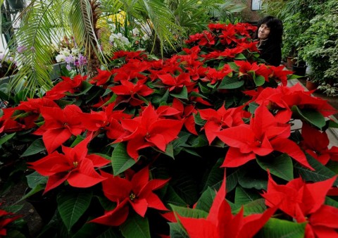 mikulásvirág (mikulásvirág)