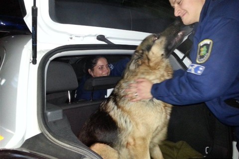 nemet-juhasz(960x640).jpg (német juhász, )