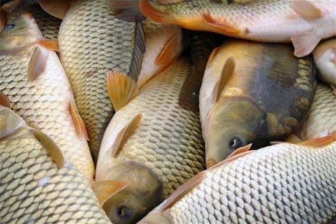 ponty(1)(960x640).jpg (ponty, )