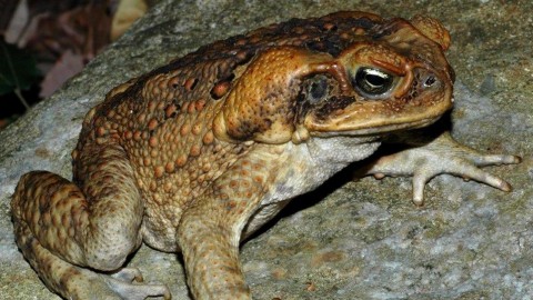 varangy(960x640).jpg (varangy)