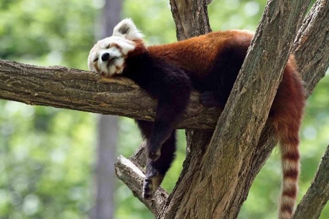 veszprémi állatkert (veszprémi állatkert, )