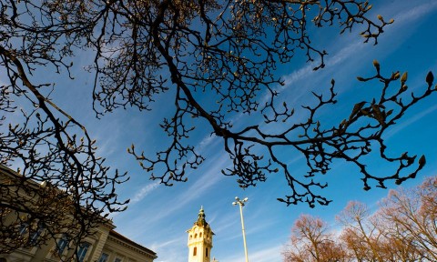 Bimbózik a tulipánfa Szegeden (Bimbózik a tulipánfa Szegeden)