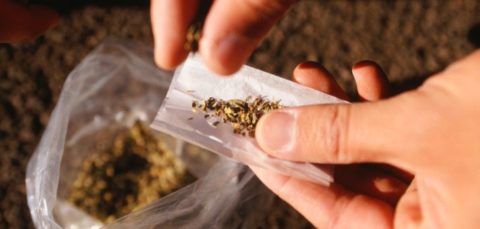 Füvezés (marihuána, füves cigi, füvezés)