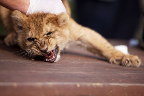 Kisoroszlan(2)(960x640)(1).jpg (kisoroszlán)