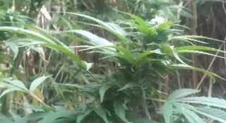 Marihuána (marihuána, fű, cannabis)