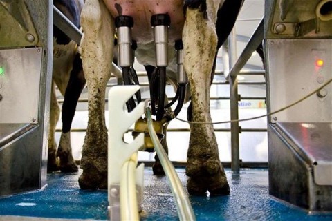 Tejuzem(1)(960x640).jpg (tejüzem)