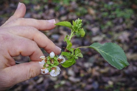 Virágzó meggyfa (virágzó meggyfa,)