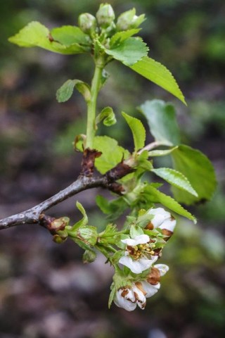 Virágzó meggyfa (virágzó meggyfa,)