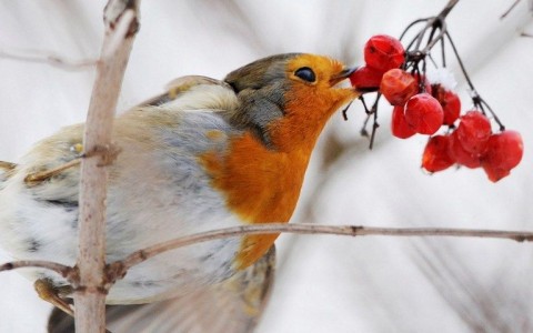 Vörösbegy (vörösbegy, )