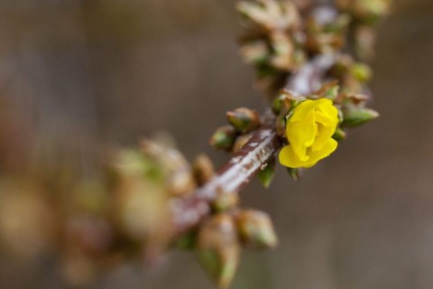 decemberben virágzó aranyeső (aranyeső, virágzás )