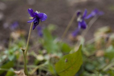 decemberben virágzó ibolya (ibolya, virágzás, )