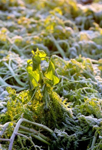 dér, zúzmara, fagy (dér, fagy, )