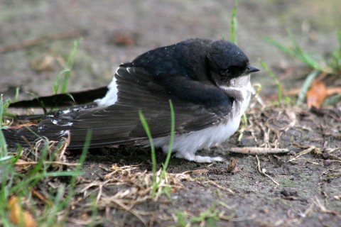fecske a földön (fecske, )