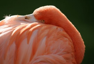 flamingó (flamingó, )