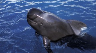 gömbölyűfejű delfin (gömbölyűfejű delfin, delfin, )