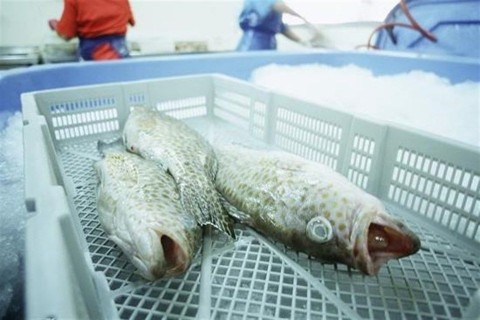 hal(1)(960x640).jpg (hal)