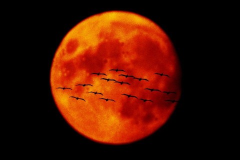 hold, madarak (hold, )