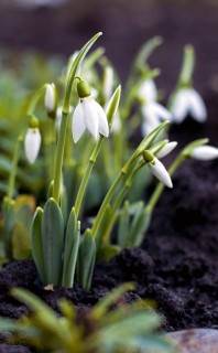 hovirag(210x140)(1).jpg (hóvirág)