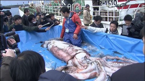 japán tintahal (tintahal, )