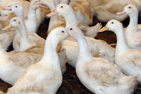 kacsa(1)(960x640).jpg (kacsa, kacsák, )