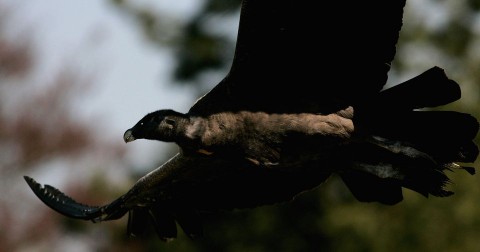 kondorkeselyű (kondorkeselyű, )