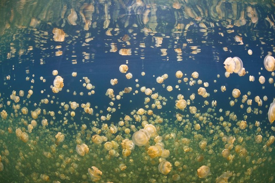 medúzák (medúza, )