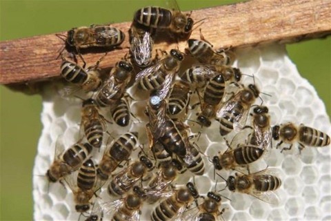 mehek(6)(960x640).jpg (méhek)