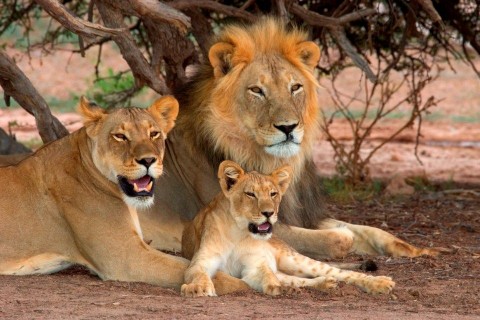 oroszláncsalád (oroszlán)