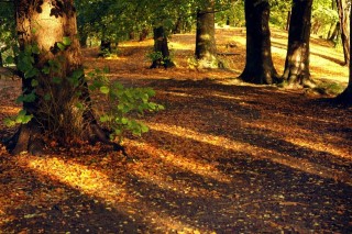 ősz-napsütés (erdő, ősz, )