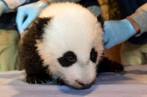pao pao a washingtoni panda (panda, pandabocs, )