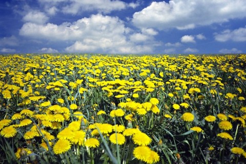 pitypang (pitypang, )