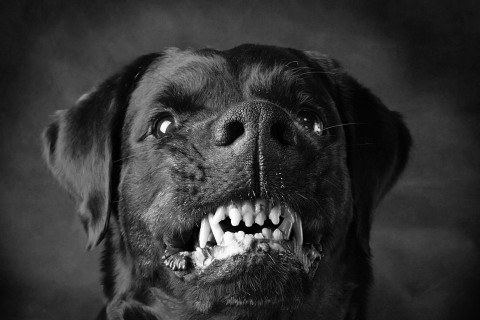 rottweiler (rottweiler)