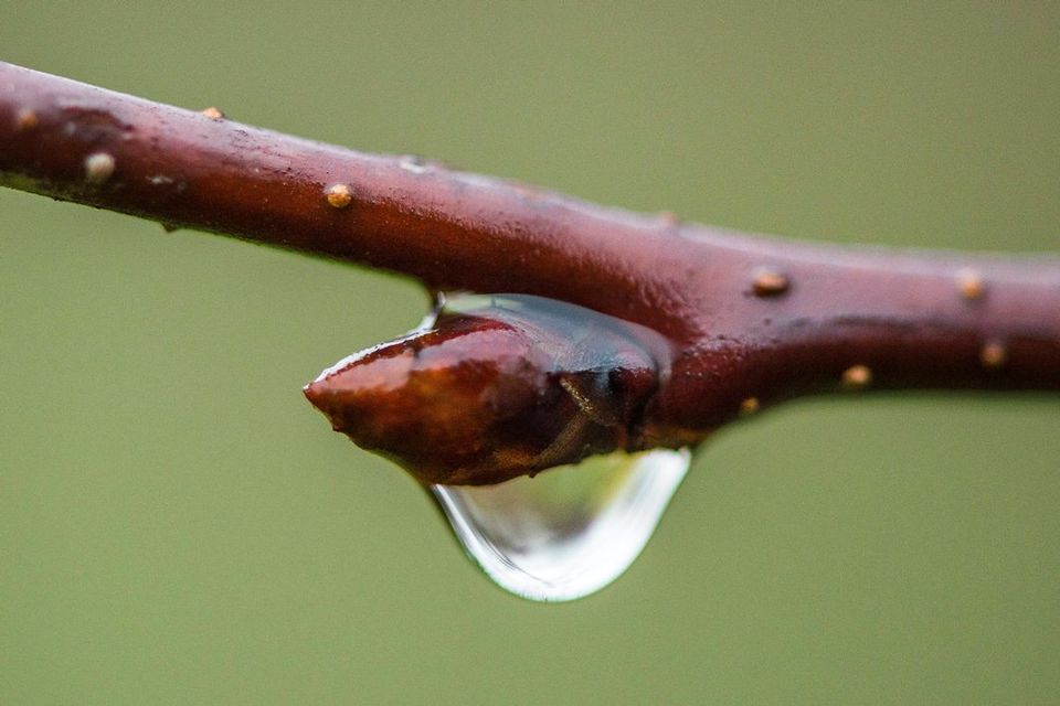 rügyező meggyfa (rügy, meggyfa, januári tavasz)