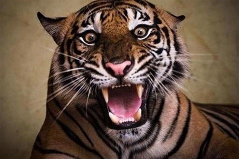 tigris(1)(2)(960x640).jpg (tigris, )