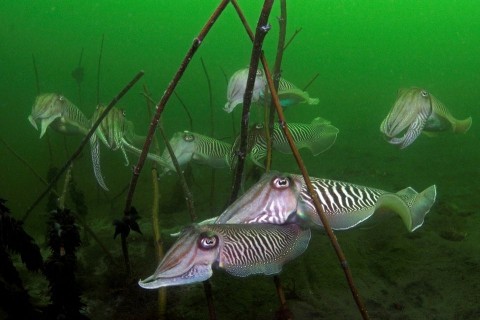 tintahalak(430x286)(1).jpg (tintahal)