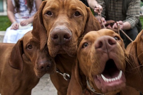 vizsla (vizsla, )