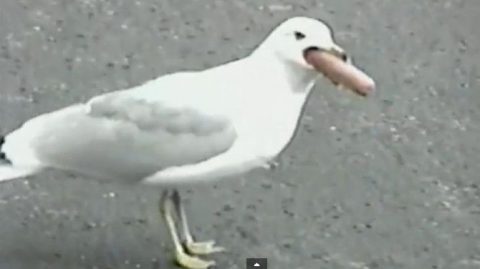 Sirály és virsli (sirály, virsli)