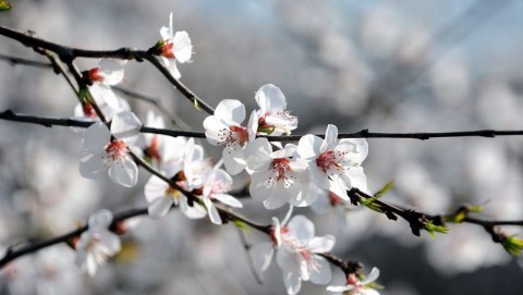 Virágzás (virág, virágzás, tavasz, tavaszias idő, )