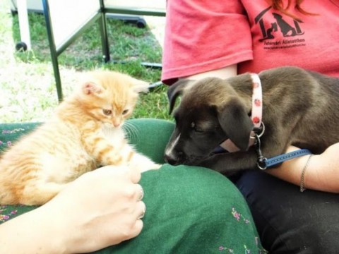 állatotthon (herosz, )