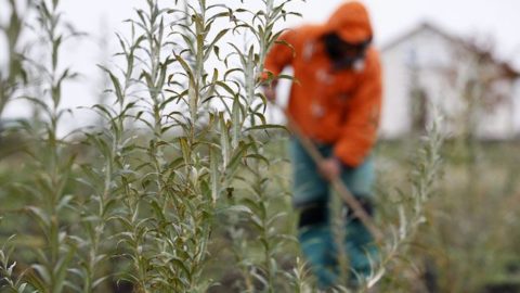 közmunka (közmunka, )