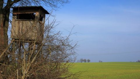 magasles (magasles, természet, )