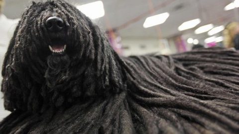 Puli (puli, kutya, )