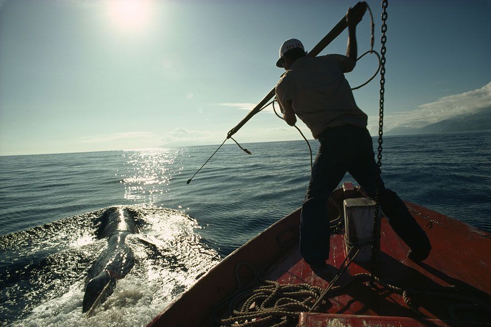 bálnavadászat (bálnavadászat)