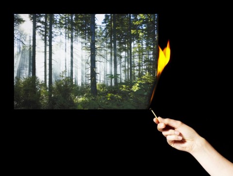 erdőtűz (gyújtogatás, tűz, )