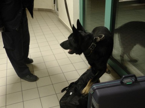 heroin röszkén, rex, drogkereső kutya (heroin röszkén, rex, drogkereső kutya, )