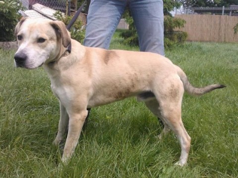 justin kutya (justin kutya)