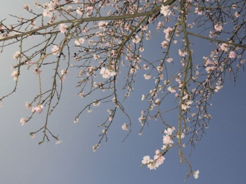 tavasz (rügy, virág, tavaszodik)