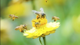 Méhek (méh, méhek, virág, napraforgó, )