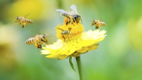 Méhek (méh, méhek, virág, napraforgó, )